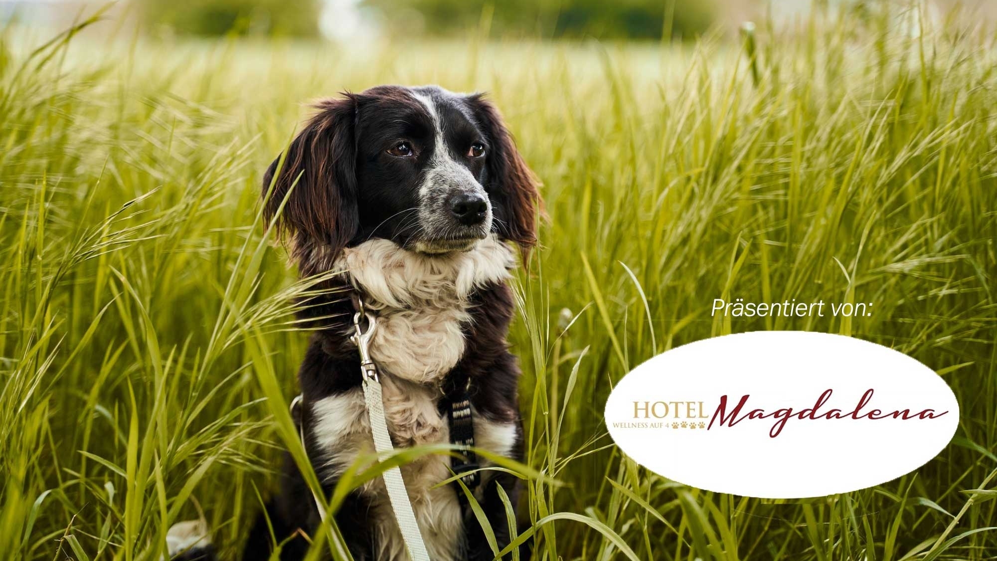 Mit dem Hund unterwegs