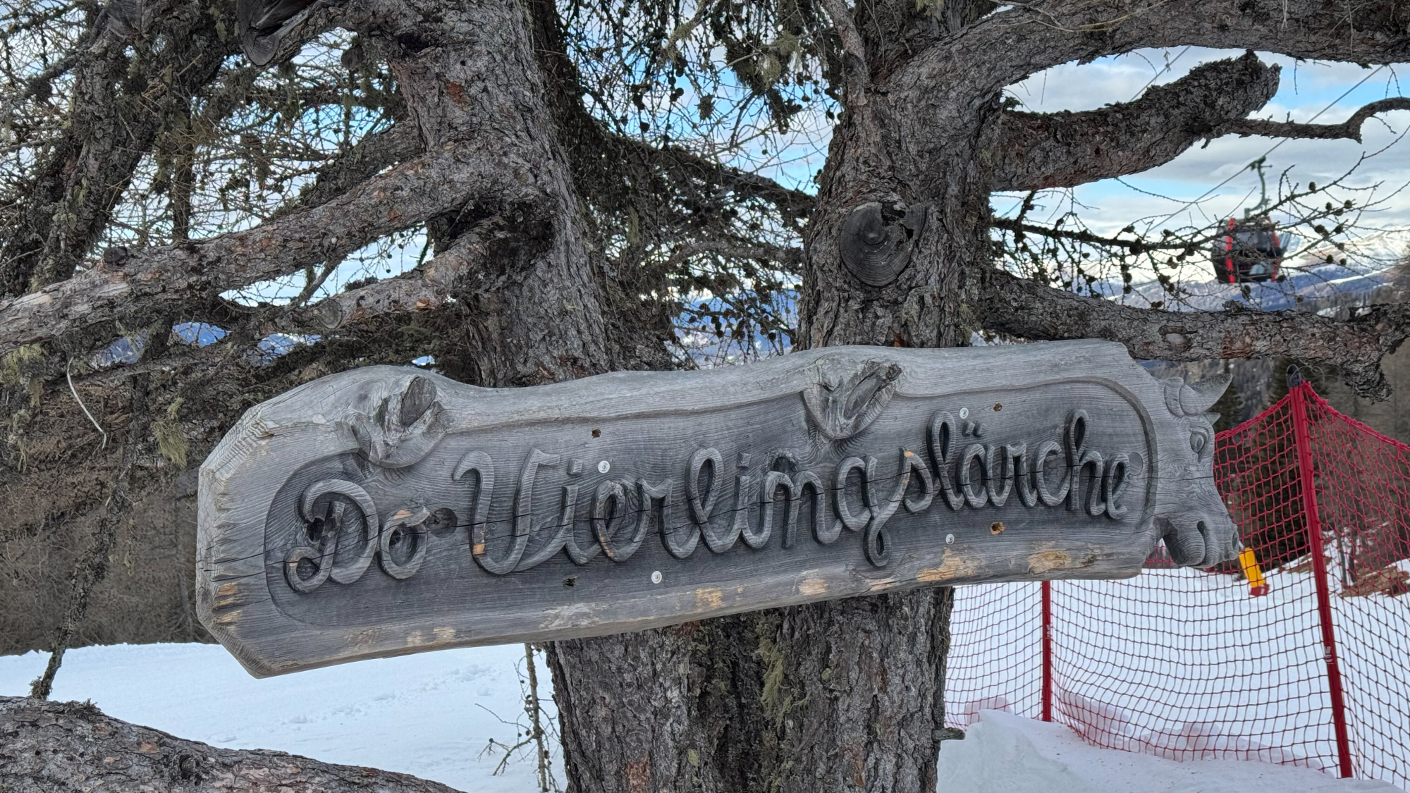 Mitten auf der Piste steht die rund 200 Jahre alte Vierlingslärche. Sie hat vier Stämme und ist damit sehr selten.