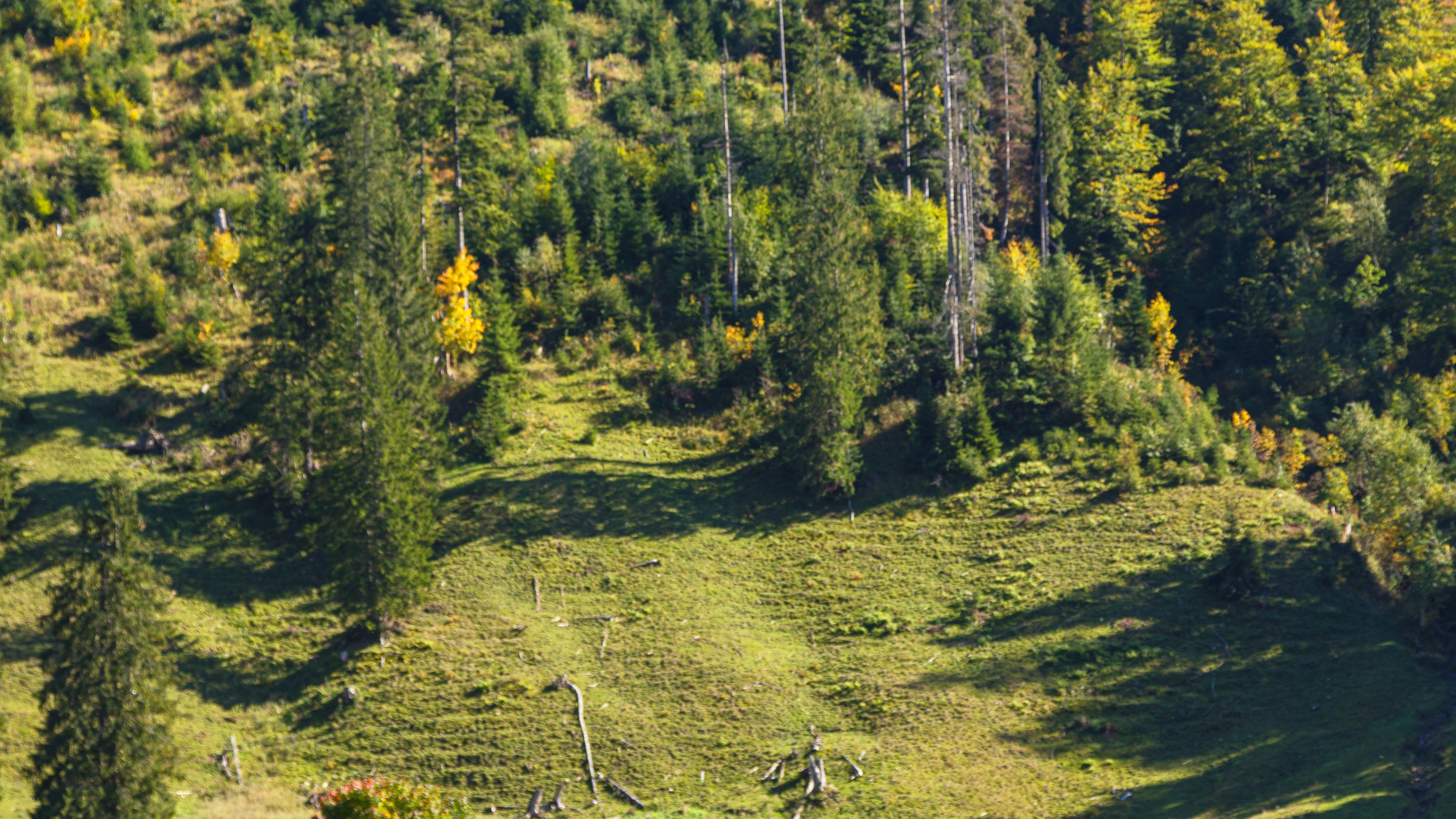 Almwandern im Chiemgau