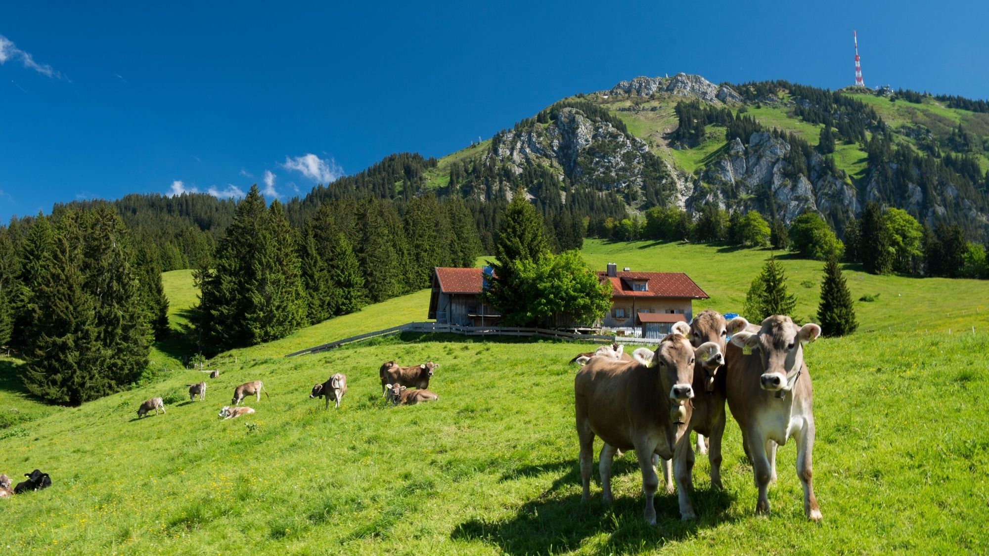 Bergidylle am Grünten