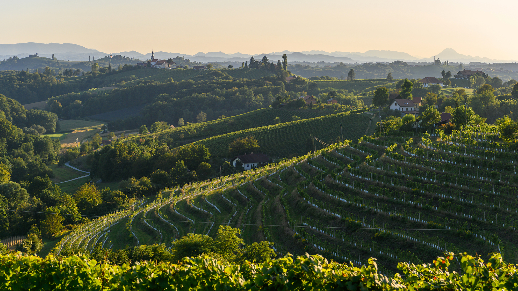 Weinberge in Jeruzalem