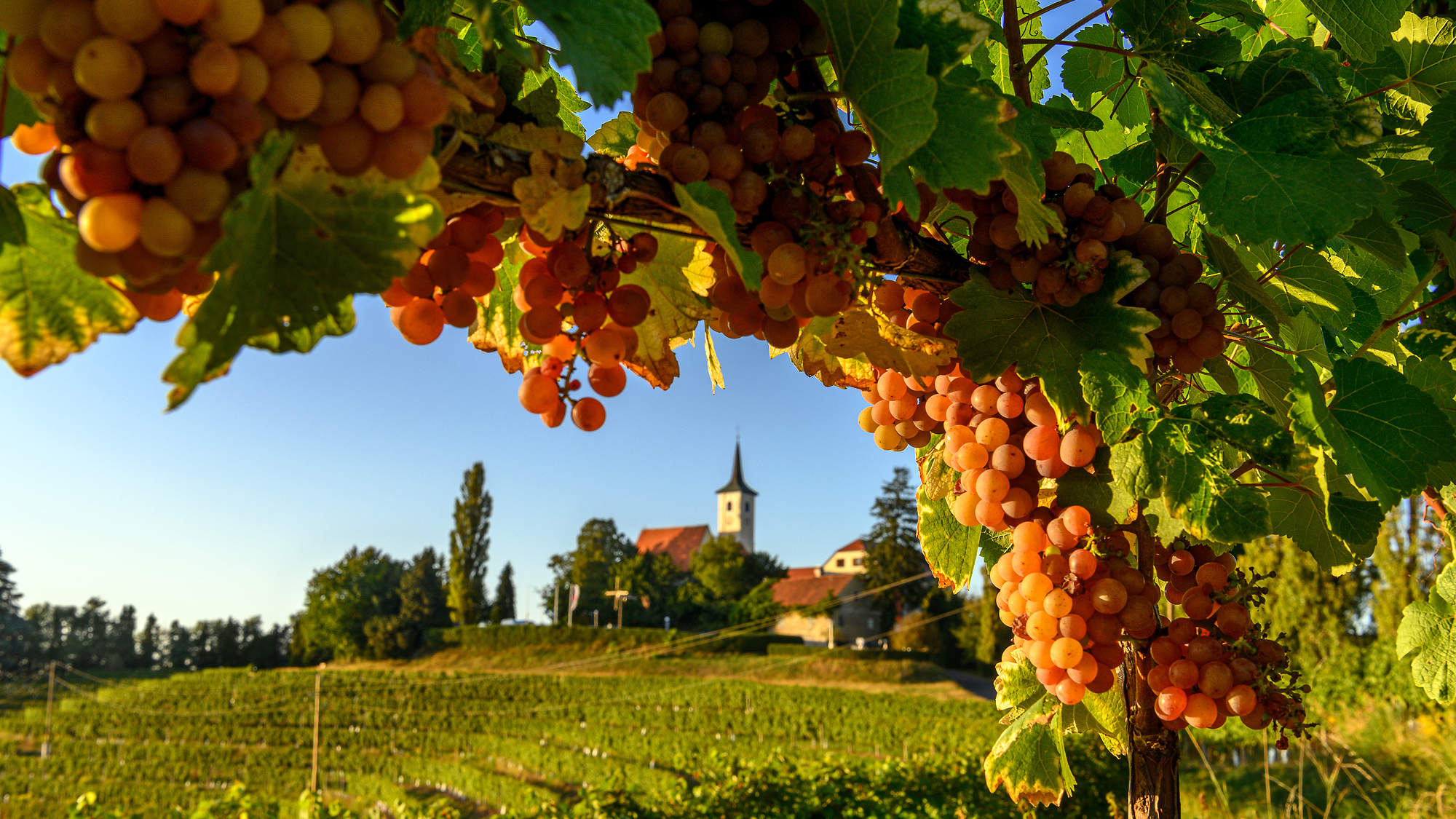 Weinberge in Jeruzalem