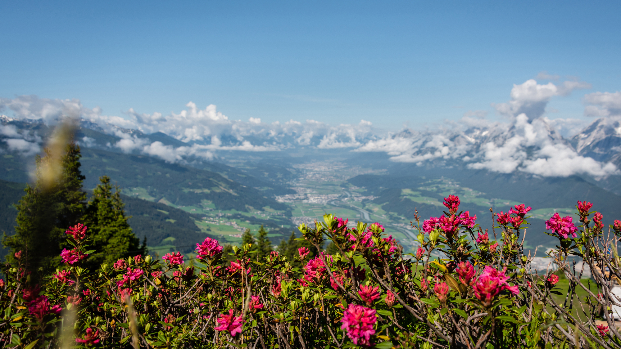 Zur Blütezeit im Sommer tauchen die Almrosen die Berghaine des Kellerjochs in ein märchenhaftes Farbenmeer und machen das Panorama noch eindrucksvoller.