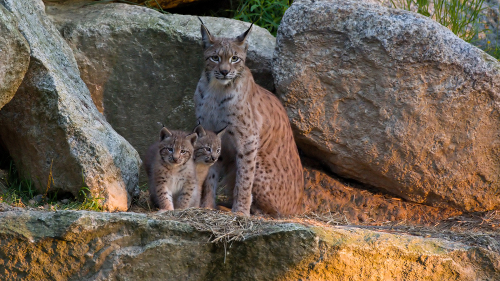  Luchsbabys im Wildpark Waldhaus Mehlmeisel