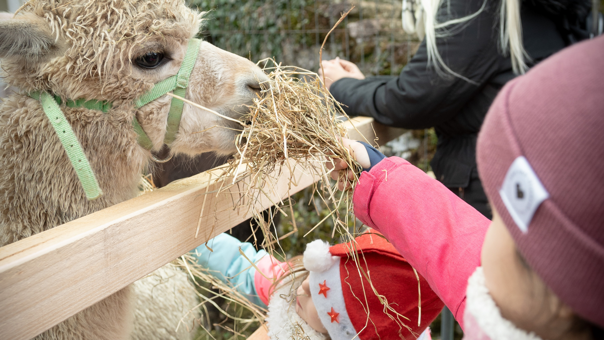 Alpakas beim Gollinger Weihnachtsmärchen