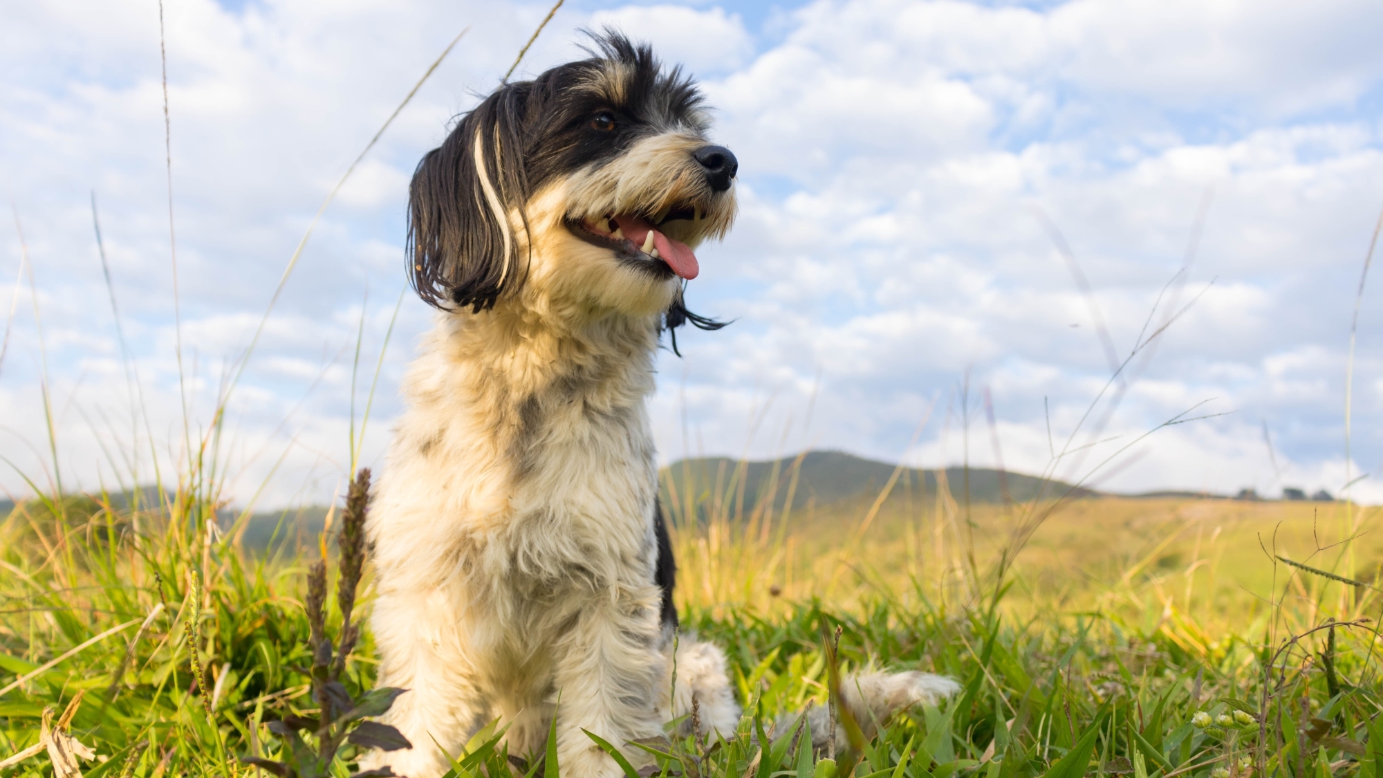 Urlaub mit Hund