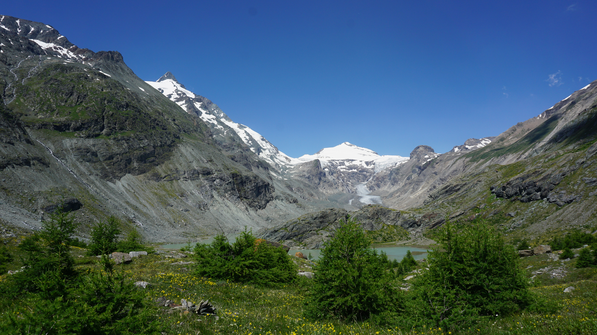 Blühendes Gletschervorfeld: Dort, wo vor 170 Jahren noch mächtige Eismassen die Landschaft bedeckten, haben sich neue, vielfältige und ökologisch wertvolle Lebensräume entwickelt. Sie zeugen von der Dynamik der Natur nach dem Rückzug der Gletscher