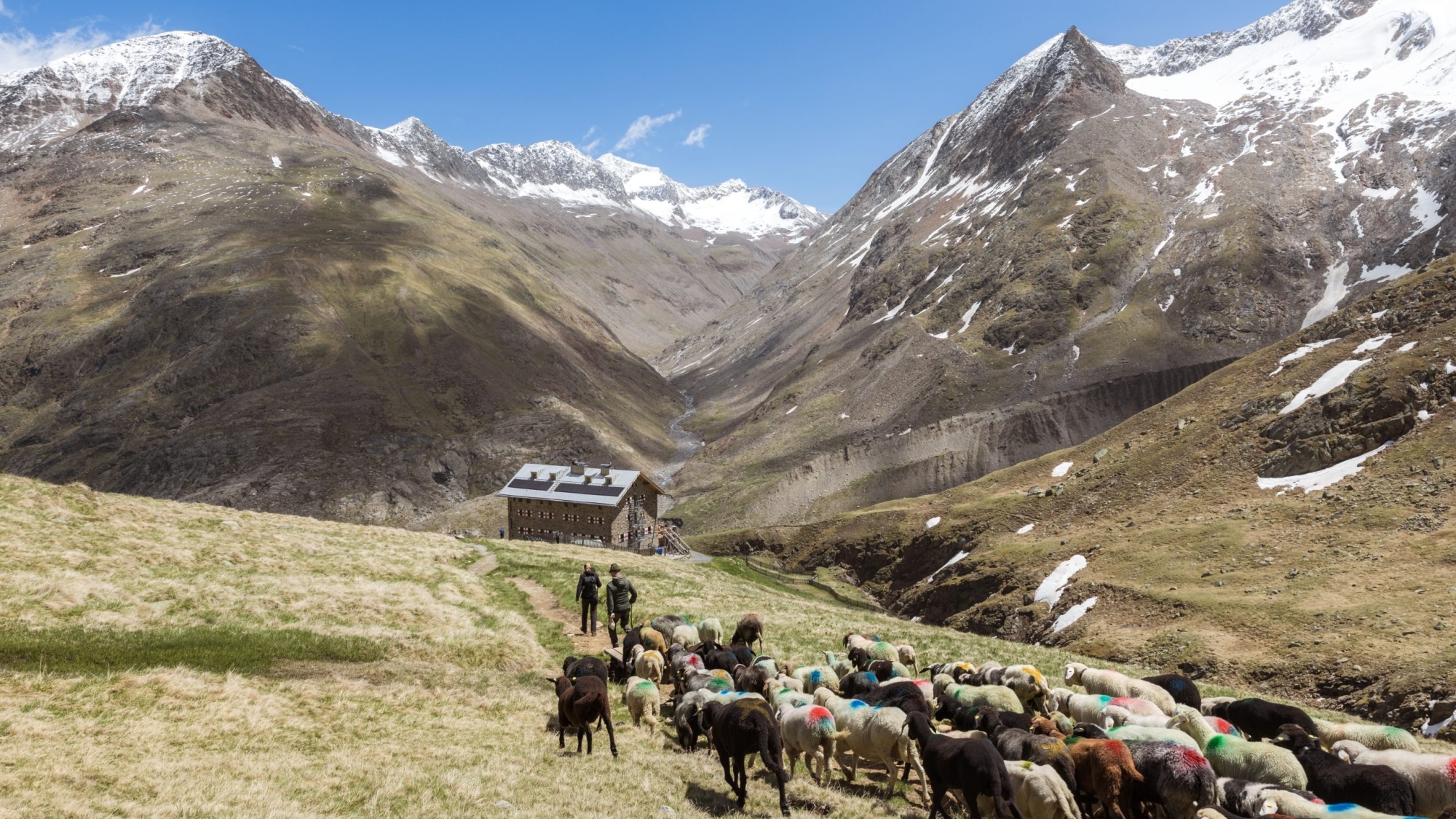 Transhumanz Ötztal, Martin-Busch-Hütte