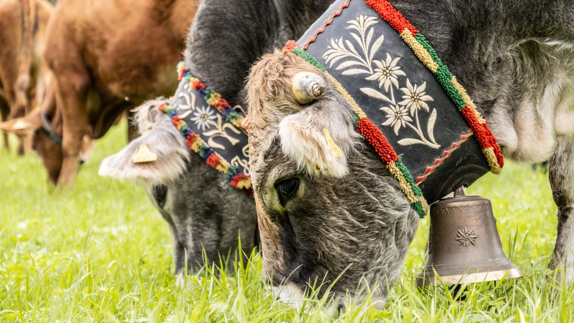Almabtrieb der Kühe in Leutasch