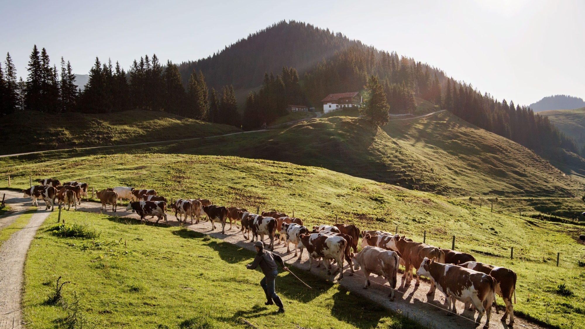 Kühe auf Burgeralm in Rettenschöss