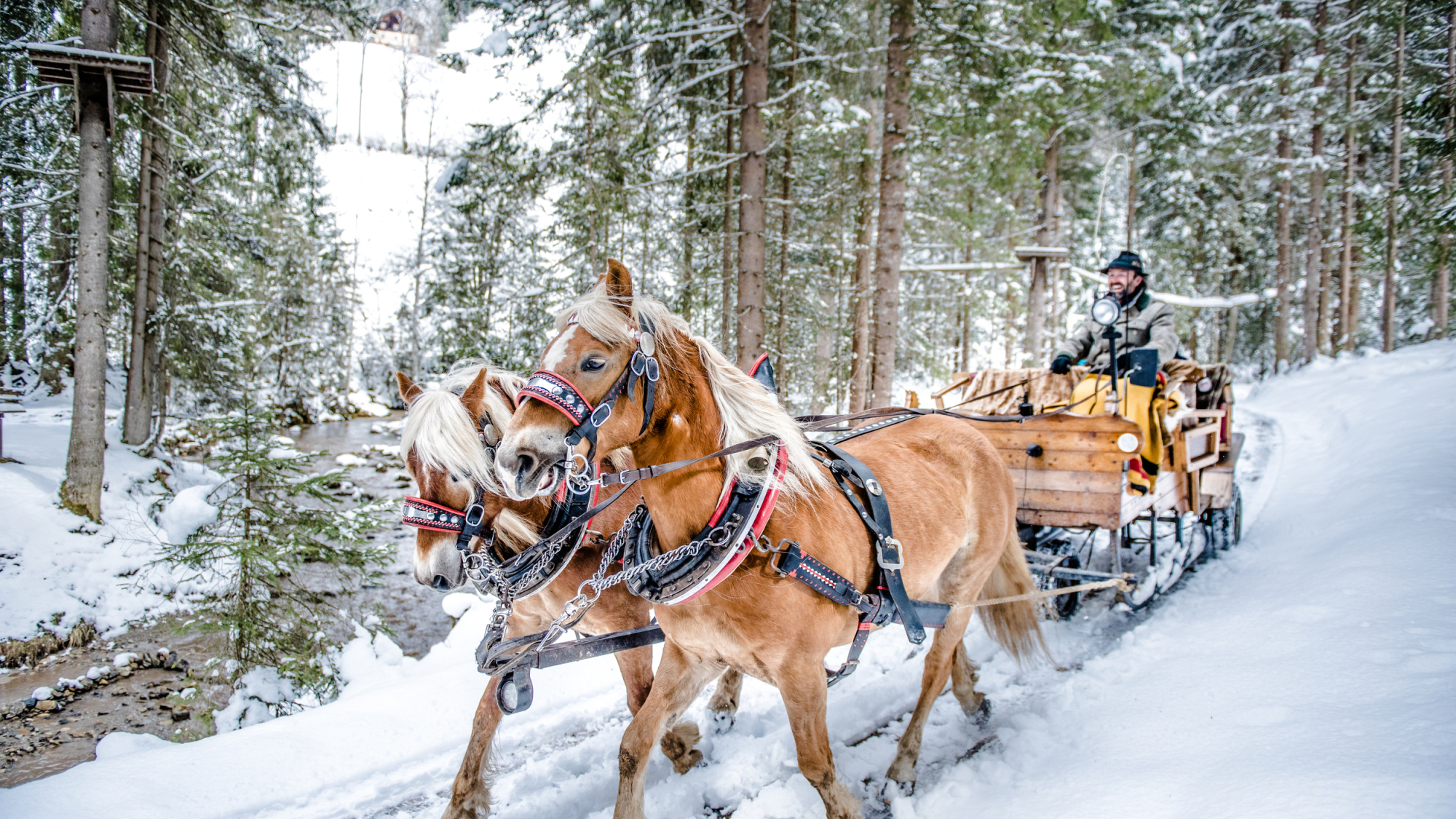 Pferdeschlittenfahrt im verschneiten Wald in Altenmarkt
