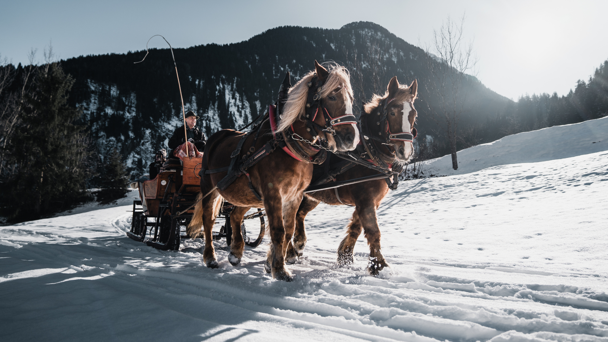 Pferdeschlittenfahrt im Schnee