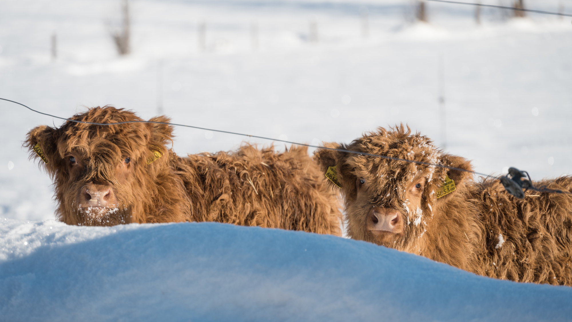 Zwei von Schnee bedeckte Kühe im Winter in Altenmarkt