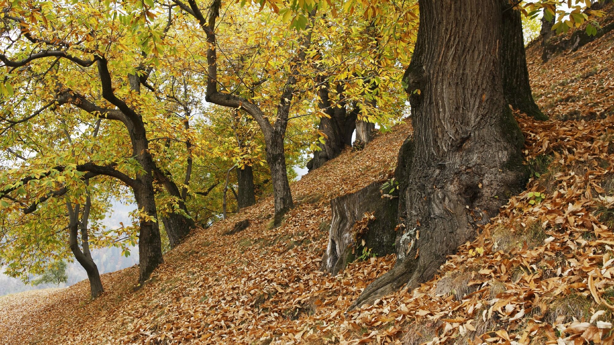 Wandern am Eisacktaler Keschtnweg