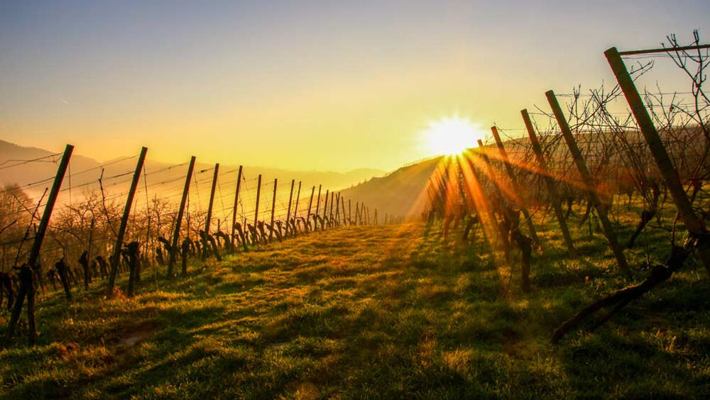 Weinberge mit Badischem Wein