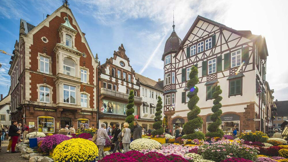 Blumenmeer aus Chrysanthemen