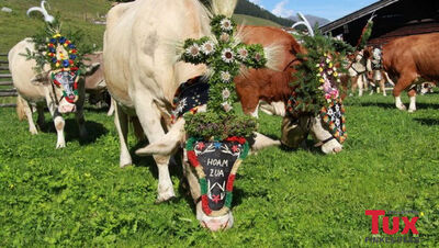 Die Kühe werden prachtvoll geschmückt