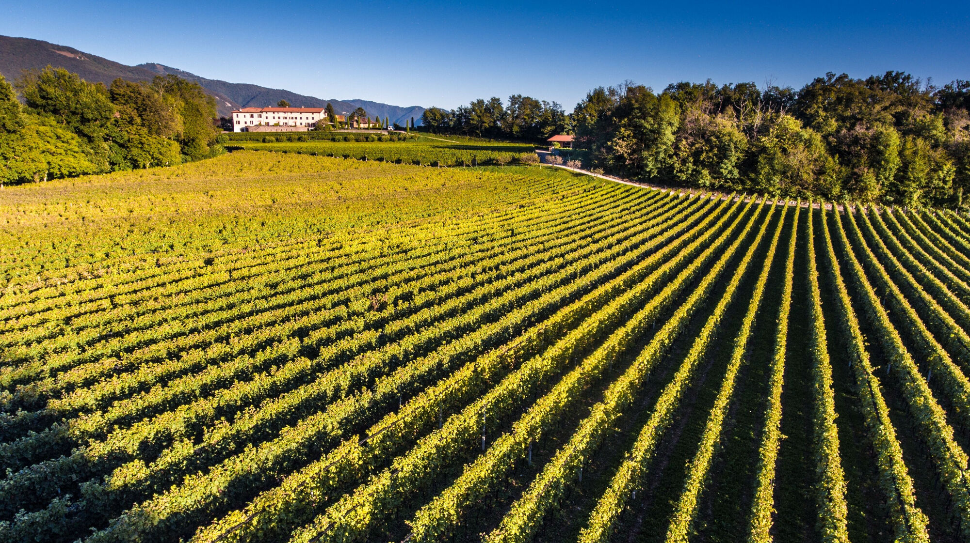 Weinregion Mendrisiotto im Tessin