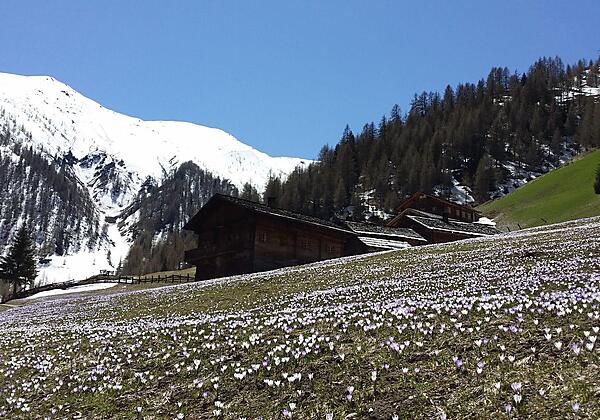 Frühling auf der Alfenalm
