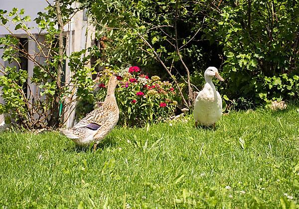 Tante Emma beim sonnen