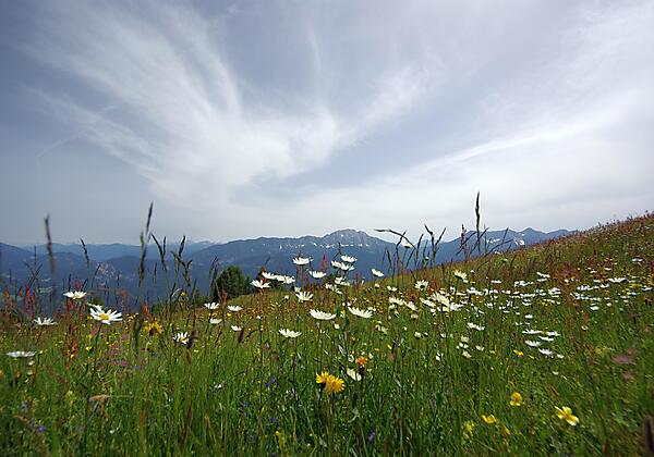 Almwiesen vor dem FICHTENHEIM