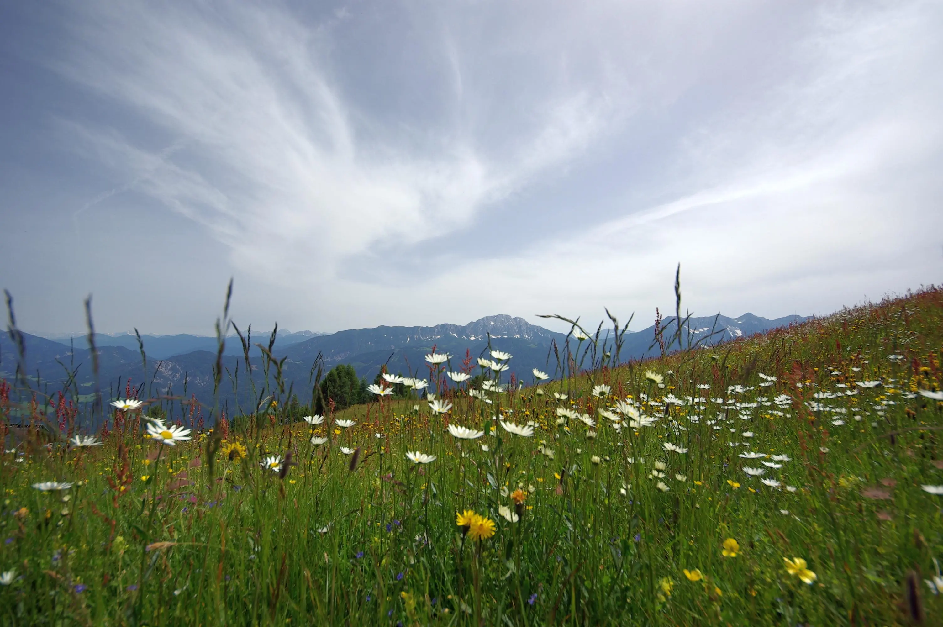 Almwiesen vor dem FICHTENHEIM