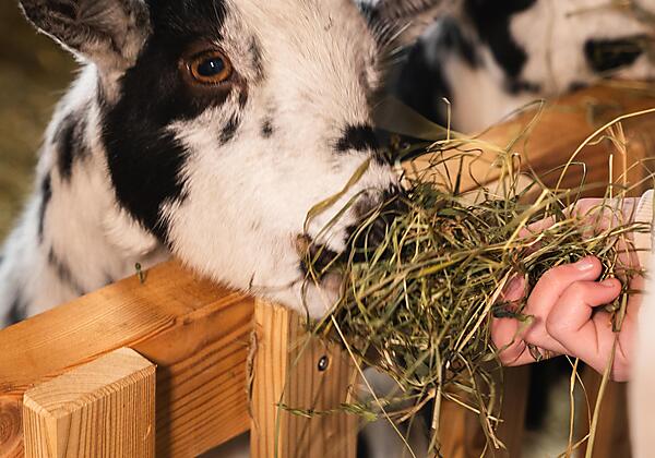 Baumschlagerberg_Stall-0015