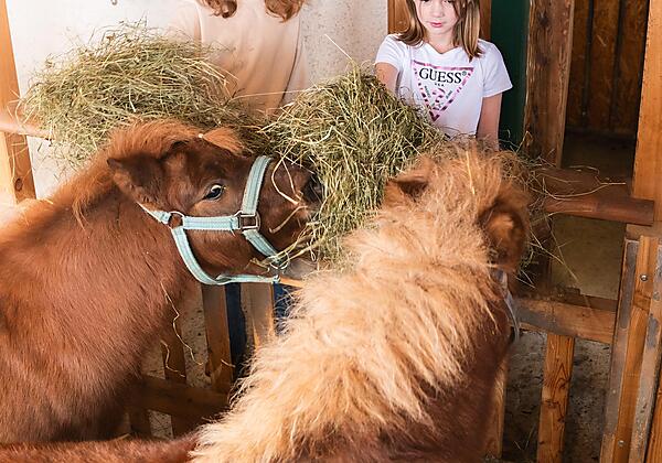 Baumschlagerberg_Stall-0013