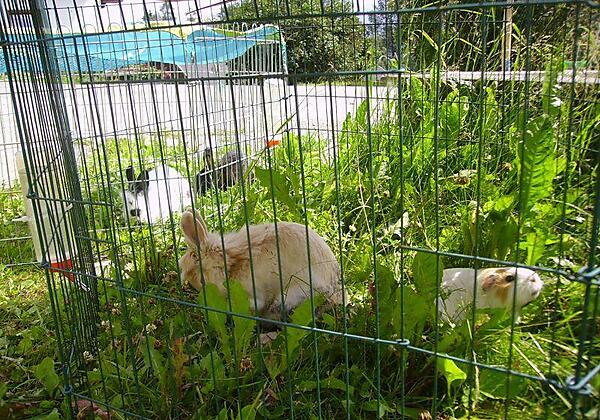 Alpenbauernhof Gröbenhof Hasen