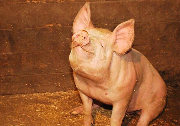 Alpenbauernhof Gröbenhof Schwein