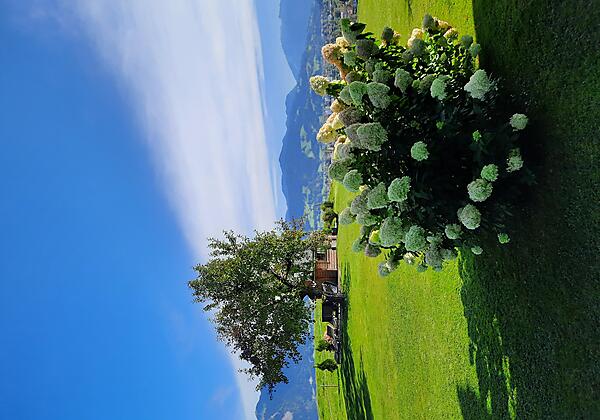 Grillhütte mit Horthenzie