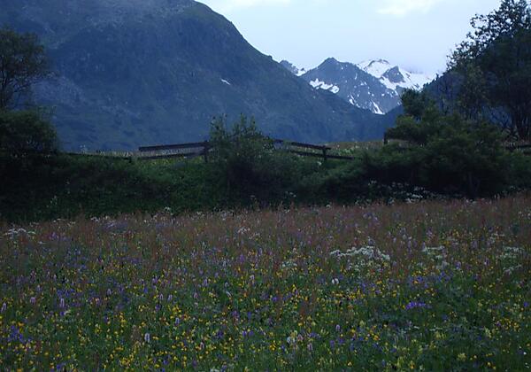 Blumenwiese im Oberbergtal