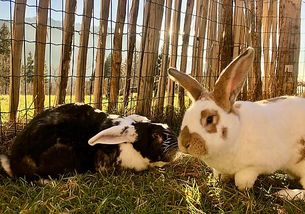 Bitte füttern und streicheln