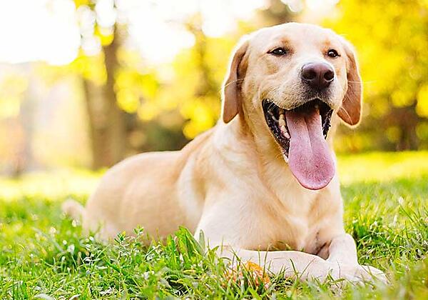 hund-im-sommer-760x560