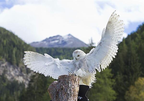 Greifvogelpark Umhausen