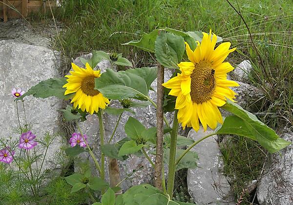 Sonnenblumen