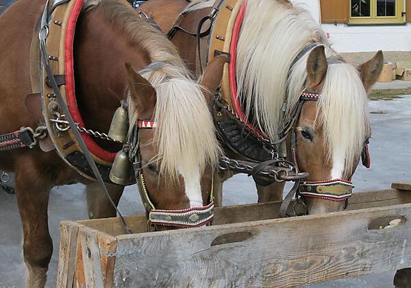 Hunger nach der Schlittenfahrt