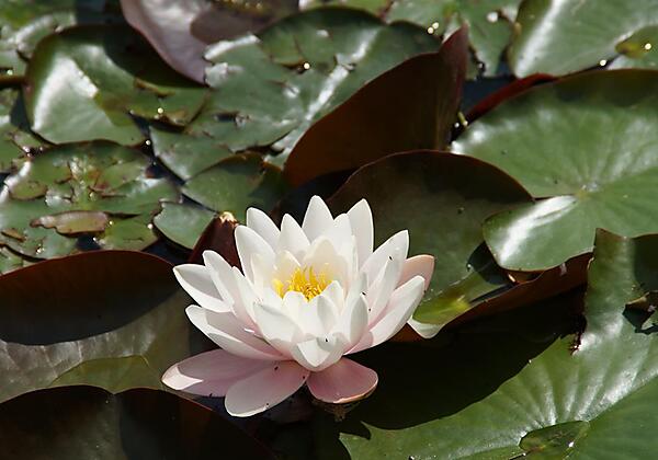 Stubaitaler Gesundheits-See