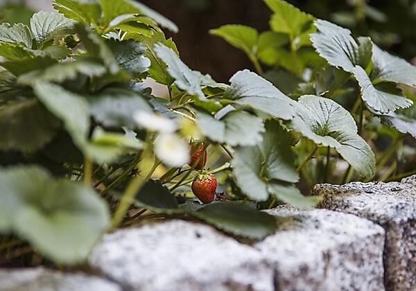 Haus Erdbeerbeet_Sommer