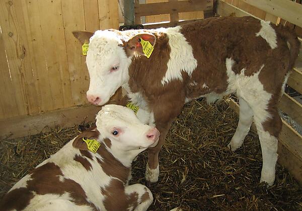 Bahlerhof - Ried im Zillertal - Kälber