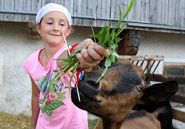 Kinder u Ziege
