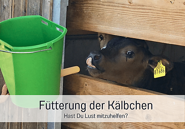 Kälber füttern
