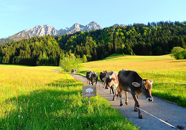 Bauernhof Großwolfing Ebbs - Unsere Kühe