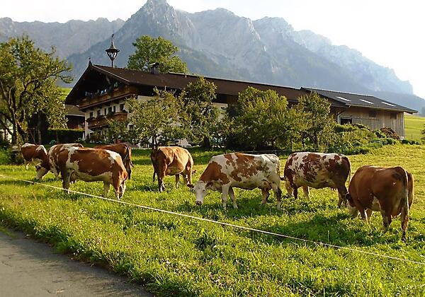 Der Sattlerhof mit dem Zahmen Kaiser