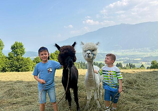 Alpaka, Kinder, Aussicht