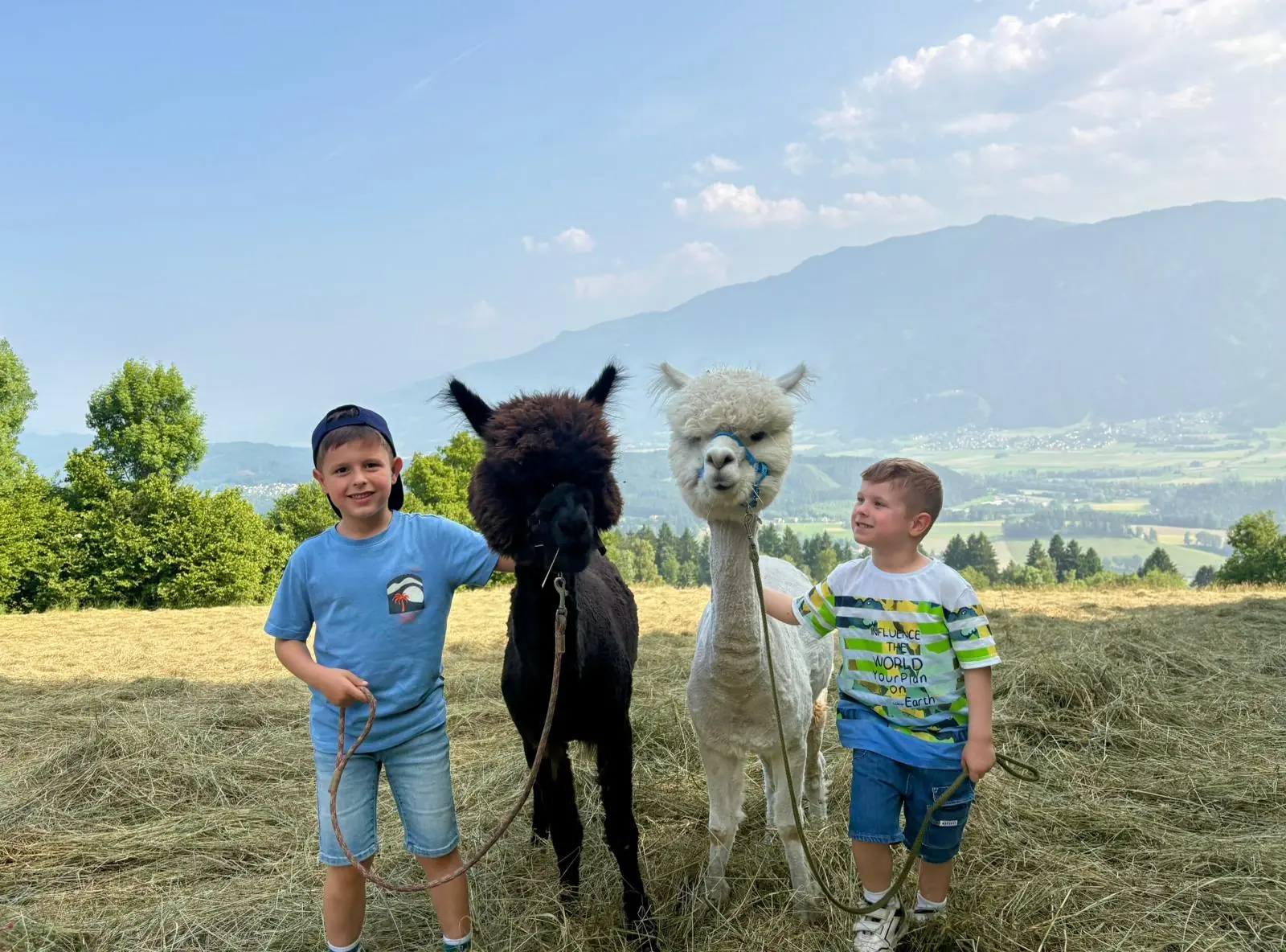 Alpaka, Kinder, Aussicht