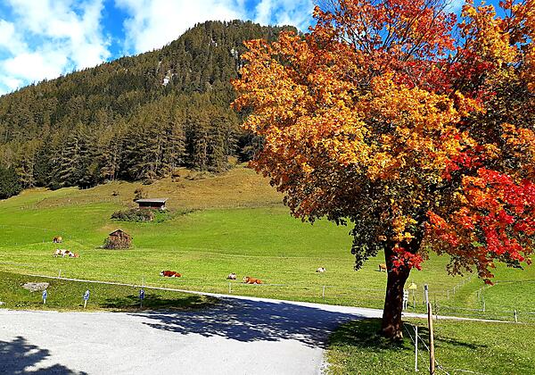 es wird bunt im Herbst am Bergerhof