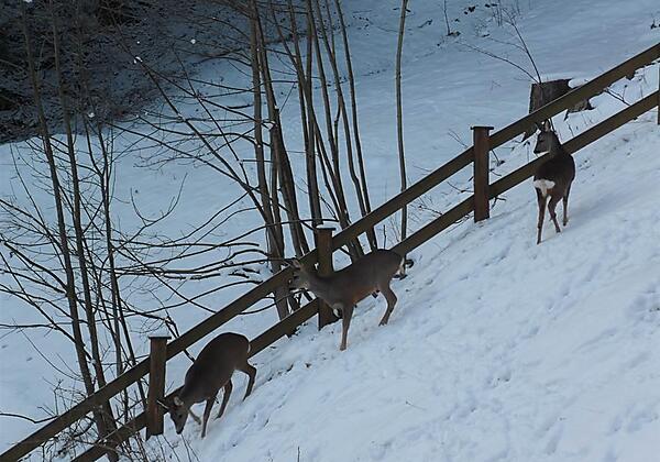 unsere Winterfreunde