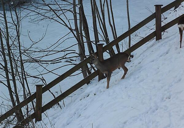 ein oft gesehener Gast