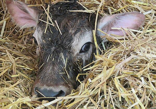 Grauviehkalb_Gerlhof